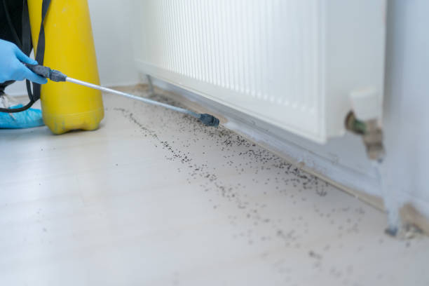 Best Emergency Pest Control  in Soda Springs, ID